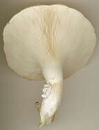 Image of Pleurotus dryinus (Pers.) P. Kumm. 1871