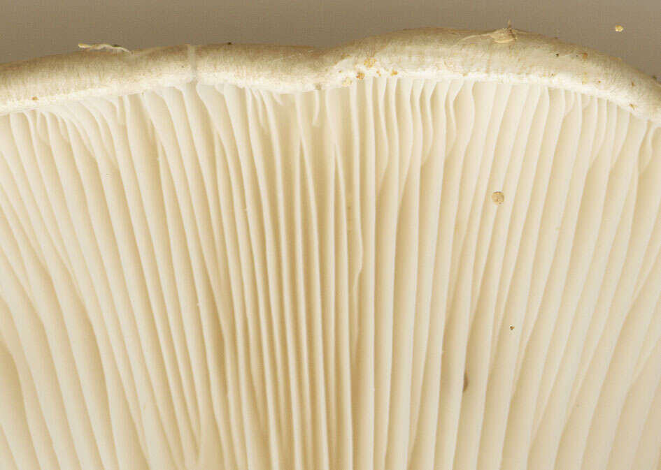 Image of Pleurotus dryinus (Pers.) P. Kumm. 1871