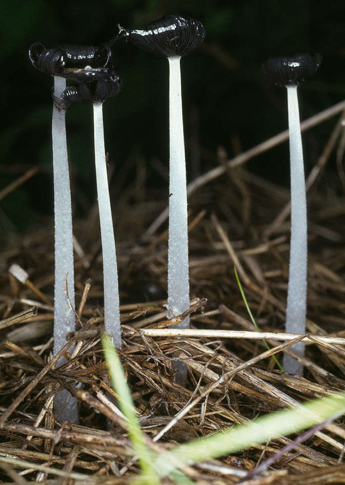 Image of Coprinellus flocculosus (DC.) Vilgalys, Hopple & Jacq. Johnson 2001