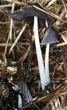 Image of Coprinellus flocculosus (DC.) Vilgalys, Hopple & Jacq. Johnson 2001