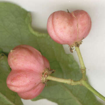 Image of Common spindle tree