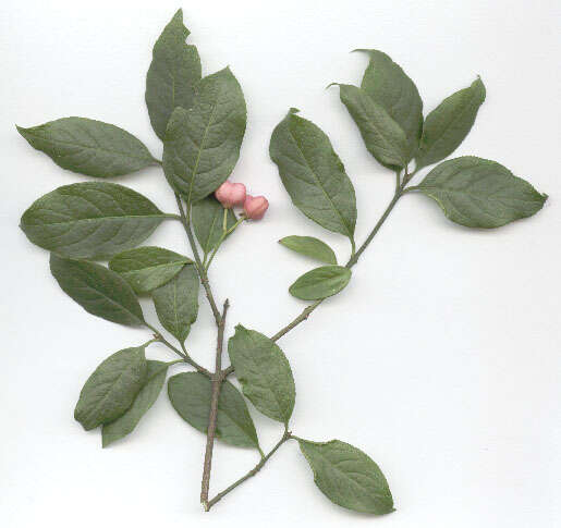 Image of Common spindle tree