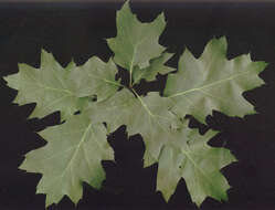 Image of Northern Red Oak