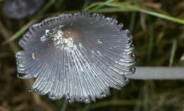 Image of Coprinellus flocculosus (DC.) Vilgalys, Hopple & Jacq. Johnson 2001