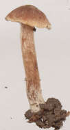 Image of Naucoria escharioides (Fr.) P. Kumm. 1871