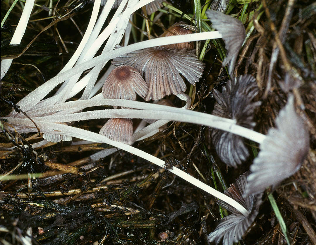 Image of Coprinellus marculentus (Britzelm.) Redhead, Vilgalys & Moncalvo 2001