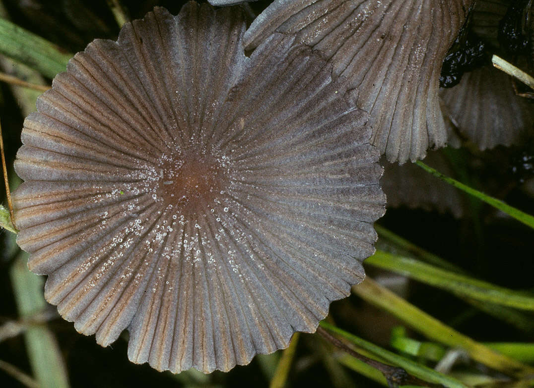 Image of Coprinellus marculentus (Britzelm.) Redhead, Vilgalys & Moncalvo 2001