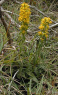 Image of goldenrod