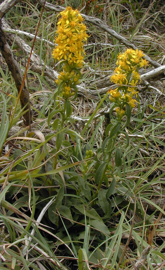 Image of goldenrod