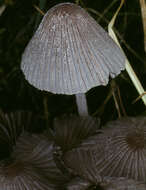 Image of Coprinellus marculentus (Britzelm.) Redhead, Vilgalys & Moncalvo 2001