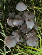 Image of Coprinellus marculentus (Britzelm.) Redhead, Vilgalys & Moncalvo 2001