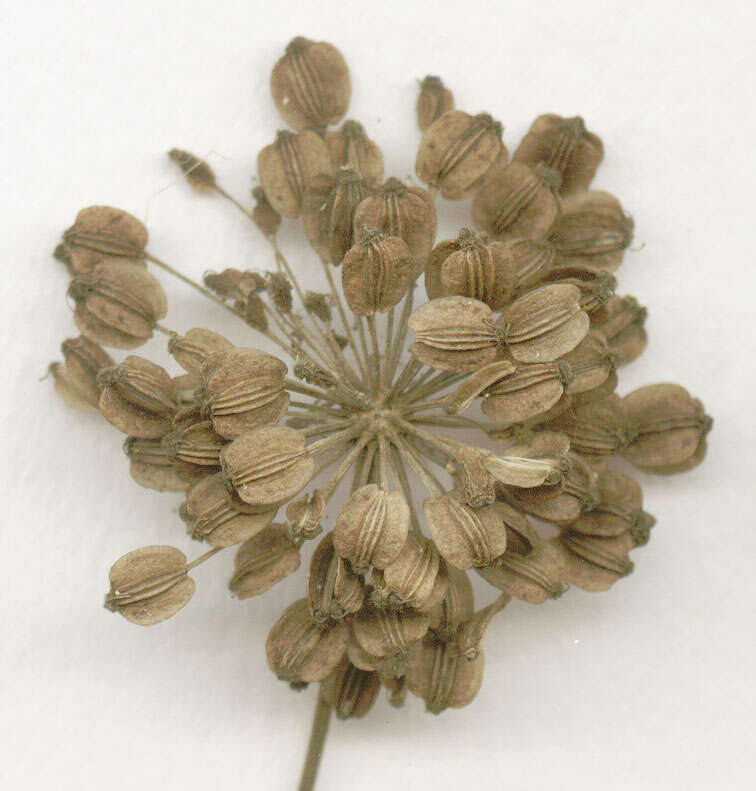 Image of wild angelica