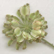 Image of wild angelica