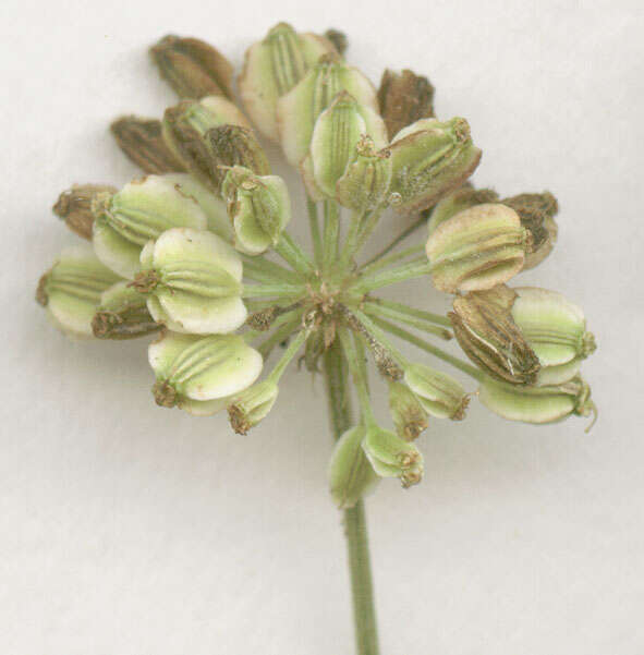 Image of wild angelica