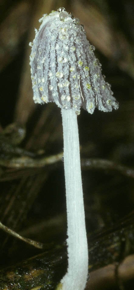 Imagem de Coprinopsis friesii (Quél.) P. Karst. 1881