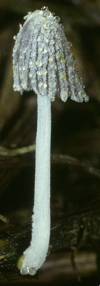 Imagem de Coprinopsis friesii (Quél.) P. Karst. 1881