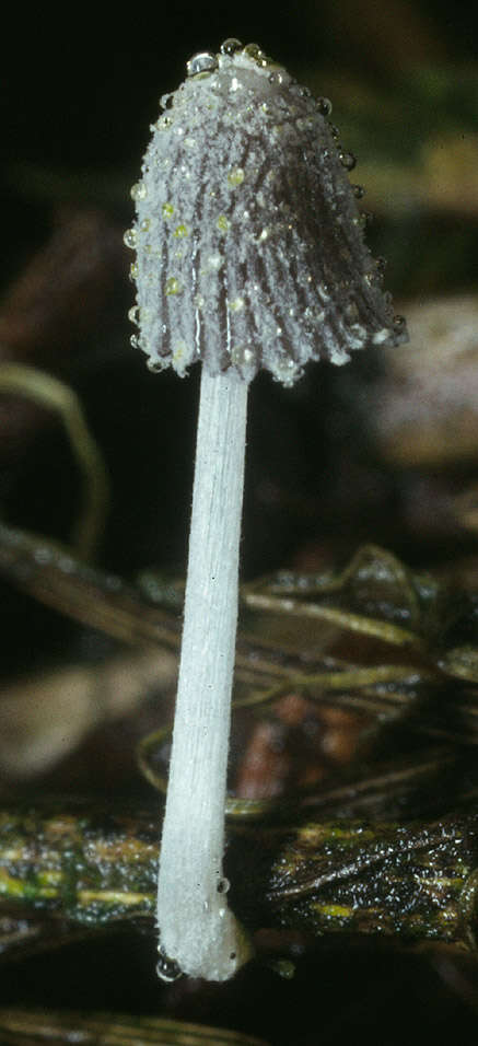 Imagem de Coprinopsis friesii (Quél.) P. Karst. 1881