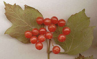 Image of Cranberry-tree