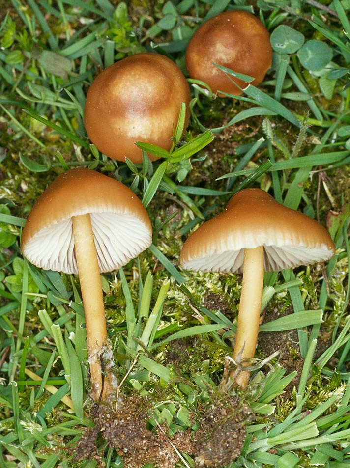 Image of Marasmius oreades (Bolton) Fr. 1836