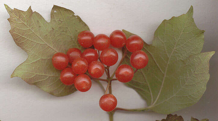 Image of Cranberry-tree