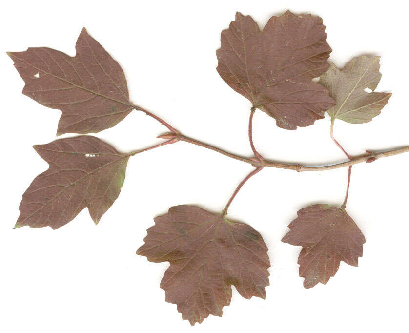 Image of Cranberry-tree