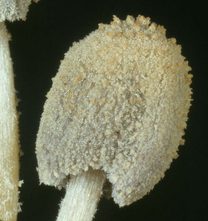 Image of Coprinopsis cordispora (T. Gibbs) Watling & M. J. Richardson 2010