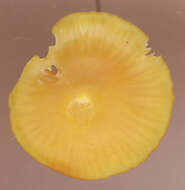 Image of Hygrocybe ceracea (Sowerby) P. Kumm. 1871