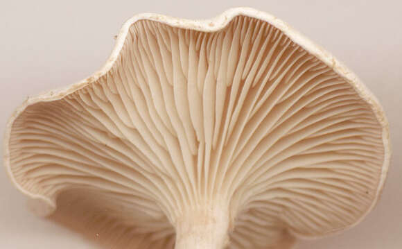 Image of Sweating mushroom