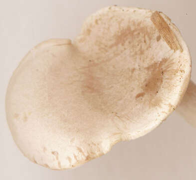 Image of Sweating mushroom