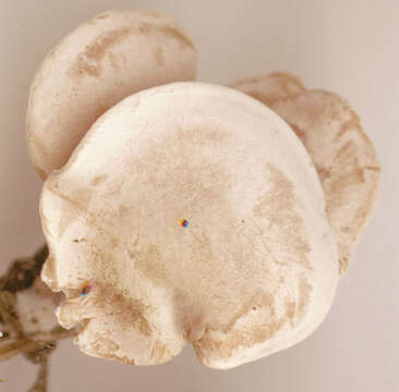 Image of Sweating mushroom