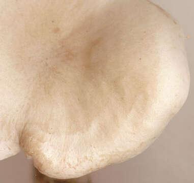 Image of Sweating mushroom