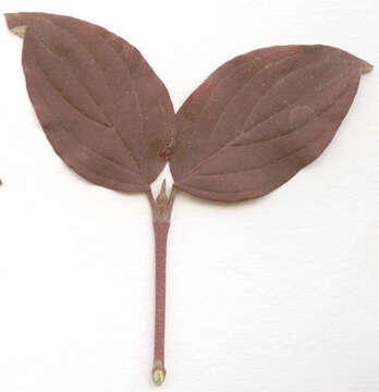 Image of bloodtwig dogwood