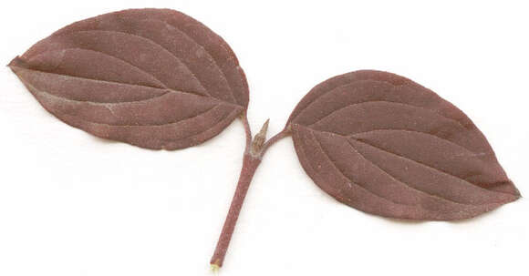 Image of bloodtwig dogwood