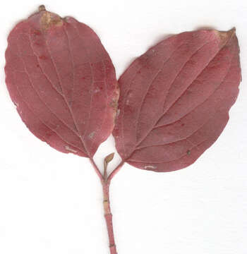 Image of bloodtwig dogwood