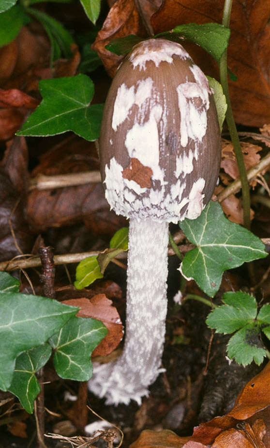 Imagem de Coprinopsis picacea (Bull.) Redhead, Vilgalys & Moncalvo 2001