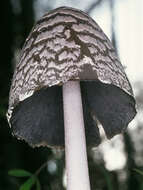 Imagem de Coprinopsis picacea (Bull.) Redhead, Vilgalys & Moncalvo 2001