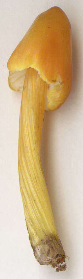 Image of Hygrocybe conica (Schaeff.) P. Kumm. 1871