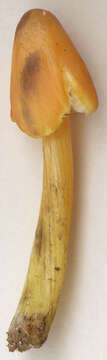 Image of Hygrocybe conica (Schaeff.) P. Kumm. 1871