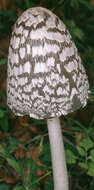 Imagem de Coprinopsis picacea (Bull.) Redhead, Vilgalys & Moncalvo 2001