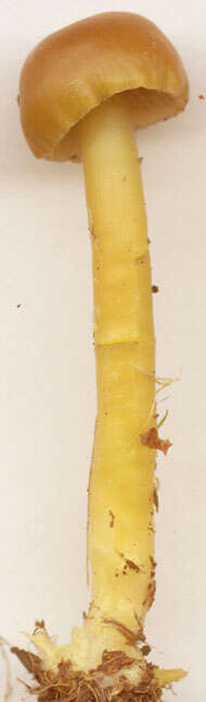 Image of Gliophorus laetus (Pers.) Herink 1958