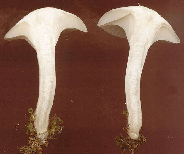 Image of Cuphophyllus virgineus (Wulfen) Kovalenko 1989