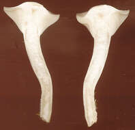 Image of Cuphophyllus virgineus (Wulfen) Kovalenko 1989