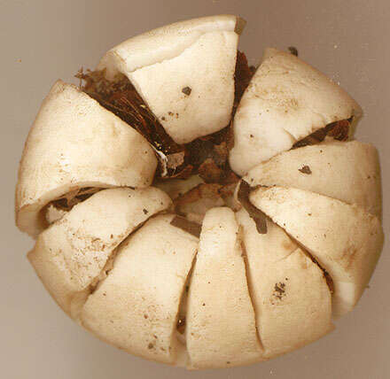 Image of Fringed Earthstar