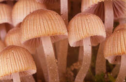 Image of Trooping Inkcaps