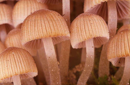 Image of Coprinellus disseminatus (Pers.) J. E. Lange 1938