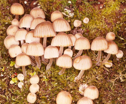 Image of Trooping Inkcaps