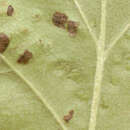 Image of Infection(?) on leaves of Sorbus torminalis
