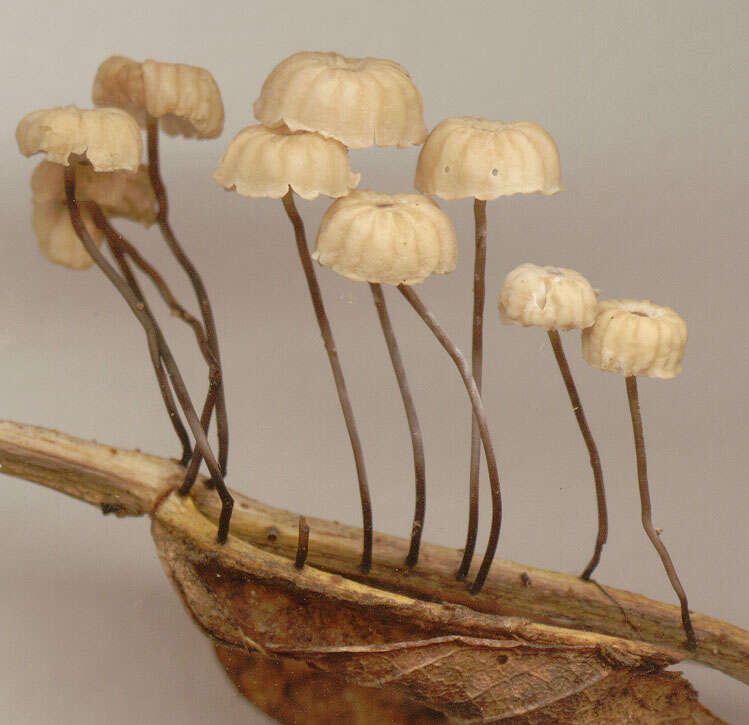 Imagem de Marasmius bulliardii Quél. 1878