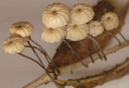 Image of Marasmius bulliardii Quél. 1878