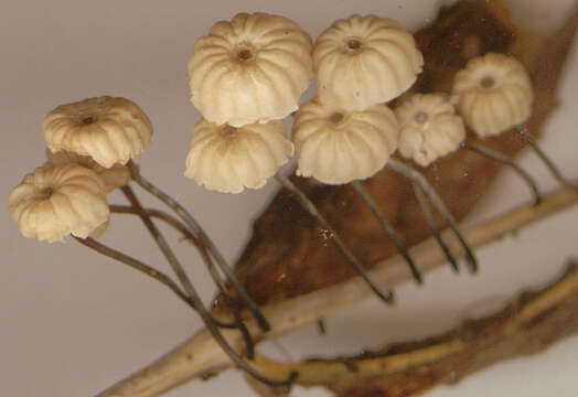 Imagem de Marasmius bulliardii Quél. 1878